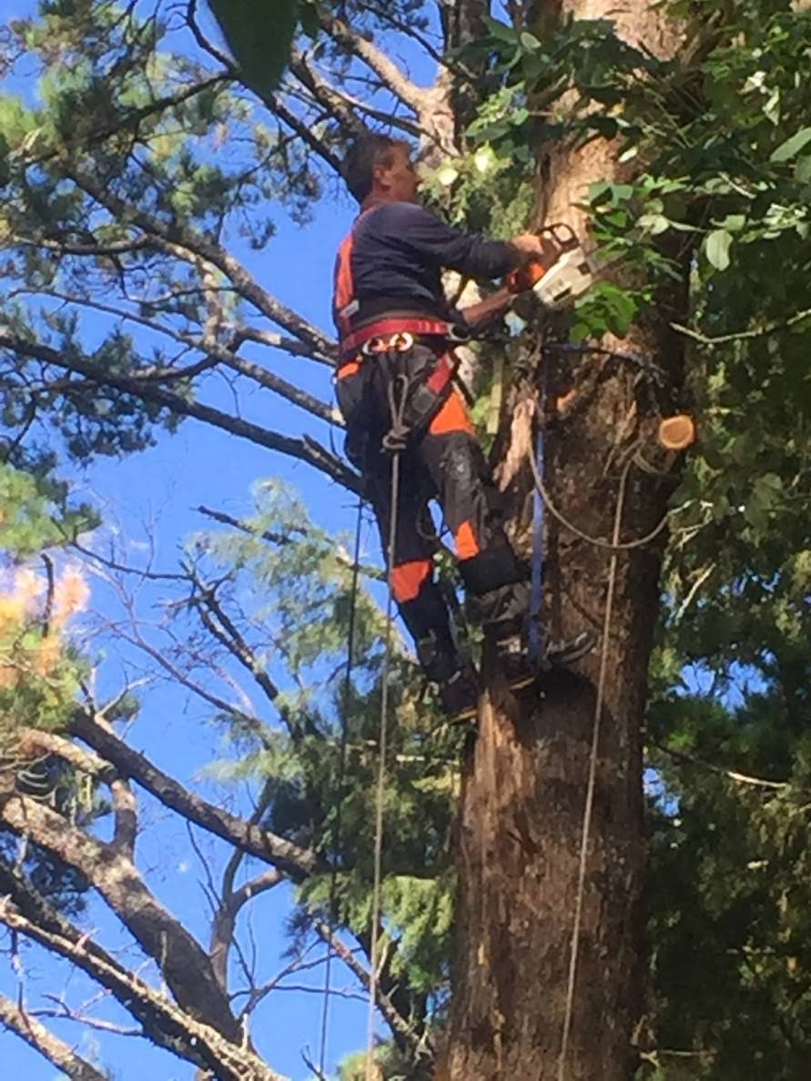 Tree Climbing close to house.